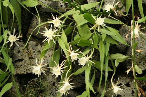 美人月下舞昙花夜半香 中国科学院