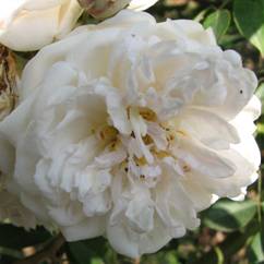 Rosa odorata var