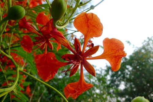 火树什么花成语_成语故事简笔画