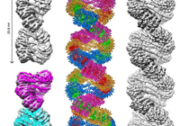 生物物理所30nM染色质高级结构解析取得重要突破