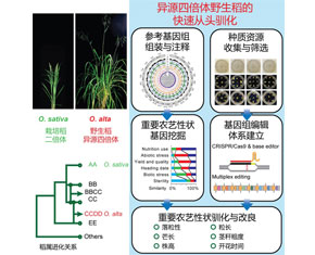 异源四倍体野生稻快速从头驯化