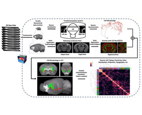 全脑单神经元多样性研究及信息学大数据平台