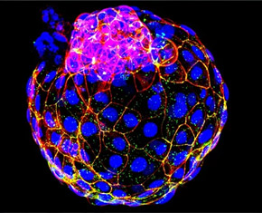 科学家成功在实验室中构建人类早期胚胎样结构