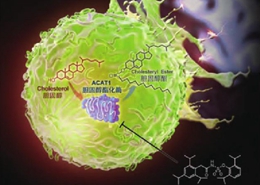 提出基于胆固醇代谢调控的肿瘤免疫治疗新方法