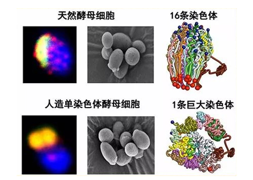 创建出首例人造单染色体真核细胞