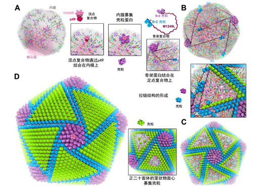 揭示非洲猪瘟病毒结构及其组装机制