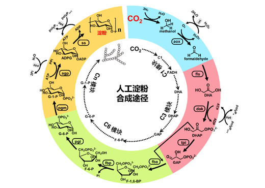 从二氧化碳到淀粉的人工合成