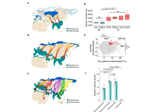 揭示鸟类迁徙路线成因和长距离迁徙关键基因