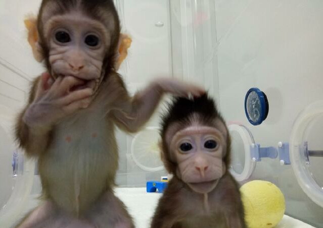 两只克隆猴在我国诞生