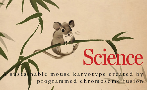 中科院最新研究开辟哺乳动物染色体编辑新领域