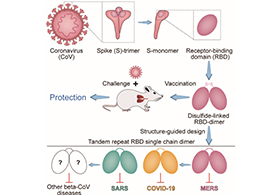 中科院合作研发新冠重组蛋白疫苗进入临床试验