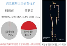 古基因组揭秘人类演化