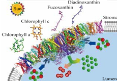 光合作用光系统等超大分子复合体的结构、功能与调控